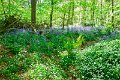 Bluebells and wild garlic in Rossmore Forest Park - May 2017 (20)